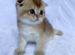 Kevin - Scottish Fold Cat For Sale - New York, NY, US