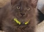 ROXY - Maine Coon Cat For Sale - Crestview, FL, US