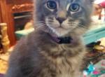 Patience - Maine Coon Cat For Sale - Crestview, FL, US