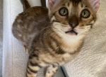 Eros - Bengal Cat For Sale - Carrollton, TX, US