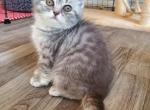 Scottish fold - Scottish Fold Cat For Sale - Nicholasville, KY, US