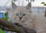 Gabriella - Siberian Cat For Sale - Norwalk, CT, US