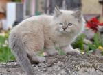 Gerald - Siberian Cat For Sale - Norwalk, CT, US