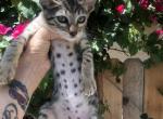 Popcorn - Savannah Cat For Sale - Los Angeles, CA, US