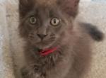 Romeo - Maine Coon Cat For Sale - Crestview, FL, US