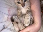 Kokoro - Bengal Cat For Sale - Carrollton, TX, US