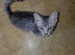Silver - Egyptian Mau Cat For Sale - Topeka, KS, US