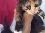 Crystal - Domestic Cat For Sale - Bronx, NY, US