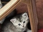 Kalhuas Kittens Scottish Straight Male - Domestic Cat For Sale - 