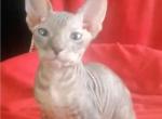 Frida - Sphynx Cat For Sale - Norwalk, CT, US