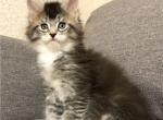 Excalibur - Maine Coon Cat For Sale - Miami, FL, US