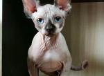 Jewelyn - Sphynx Cat For Sale - Norwalk, CT, US