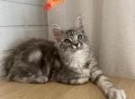 Mars Reserved - Maine Coon Cat For Sale - NY, US