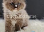 TICA Ragdolls Reserve Yours Now - Ragdoll Kitten For Sale - Daytona Beach, FL, US