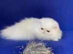 Rafaella - Persian Cat For Sale - Yucca Valley, CA, US