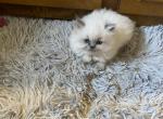 CFA Registered Blue Point female Persian kitten - Persian Cat For Sale - Conyers, GA, US