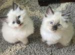 1 seal point male left - Ragdoll Cat For Sale - Butler, PA, US