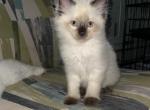 Seal point male - Ragdoll Cat For Sale - Butler, PA, US