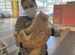 Dickson - Persian Cat For Sale - Union City, NJ, US