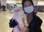 Dustin - Persian Cat For Sale - Union City, NJ, US