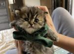 Adorable TEDDY BEAR - British Shorthair Cat For Sale - Fort Wayne, IN, US