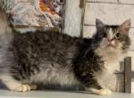 Silver LaPerm - LaPerm Cat For Sale - Salem, OR, US