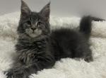 Alex - Maine Coon Cat For Sale - Miami, FL, US