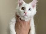 Storm - Maine Coon Cat For Sale - Irvine, CA, US