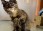 Mila - Maine Coon Cat For Sale - Irvine, CA, US