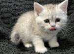 Scottish Fold Silver Spotted Boy Ewan - Scottish Fold Cat For Sale - Odessa, FL, US