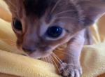 Lacy - Abyssinian Cat For Sale - Staten Island, NY, US