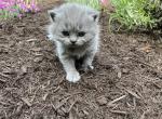 Tulip - British Shorthair Cat For Sale - Auburn, IN, US