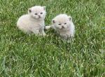 Oscar - British Shorthair Cat For Sale - Auburn, IN, US