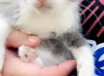 No Longer Available - Domestic Cat For Sale - Azusa, CA, US