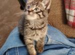 Smokey - Maine Coon Cat For Sale - Kent, WA, US