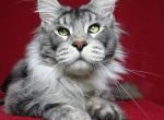 Yan - Maine Coon Cat For Sale - Bridgewater Township, NJ, US