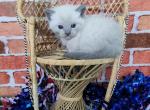 Jasper - Munchkin Cat For Sale - Joplin, MO, US