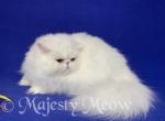 Casper - Persian Cat For Sale - Yucca Valley, CA, US