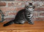 Cheddar - Siberian Cat For Sale - Somerset, NJ, US