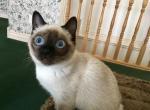 Cassy - Toybob Cat For Sale/Retired Breeding - ID, US