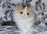 Belle - Persian Cat For Sale - Boiling Springs, PA, US