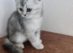 Jet - Scottish Fold Cat For Sale - Houston, TX, US