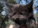 Nero - Maine Coon Cat For Sale - Santa Maria, CA, US