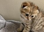 Male Scottish fold - Scottish Fold Cat For Sale - Brooklyn, NY, US