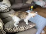 Cleopatra - American Bobtail Cat For Sale - Longmont, CO, US