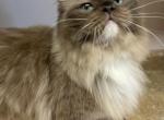 COCO PUFF - Ragdoll Cat For Sale/Service - Brookings, OR, US