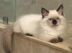 Munchkin Color Point Male Hamlet - Munchkin Cat For Sale - West Palm Beach, FL, US