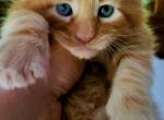 Lewie  Purebred Maine Coon European Pedigree - Maine Coon Cat For Sale - Waukesha, WI, US