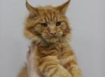 Sunny - Maine Coon Cat For Sale - NY, US