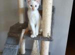 Flame Pont Polydactyl siamese - Siamese Cat For Sale - Mokelumne Hill, CA, US